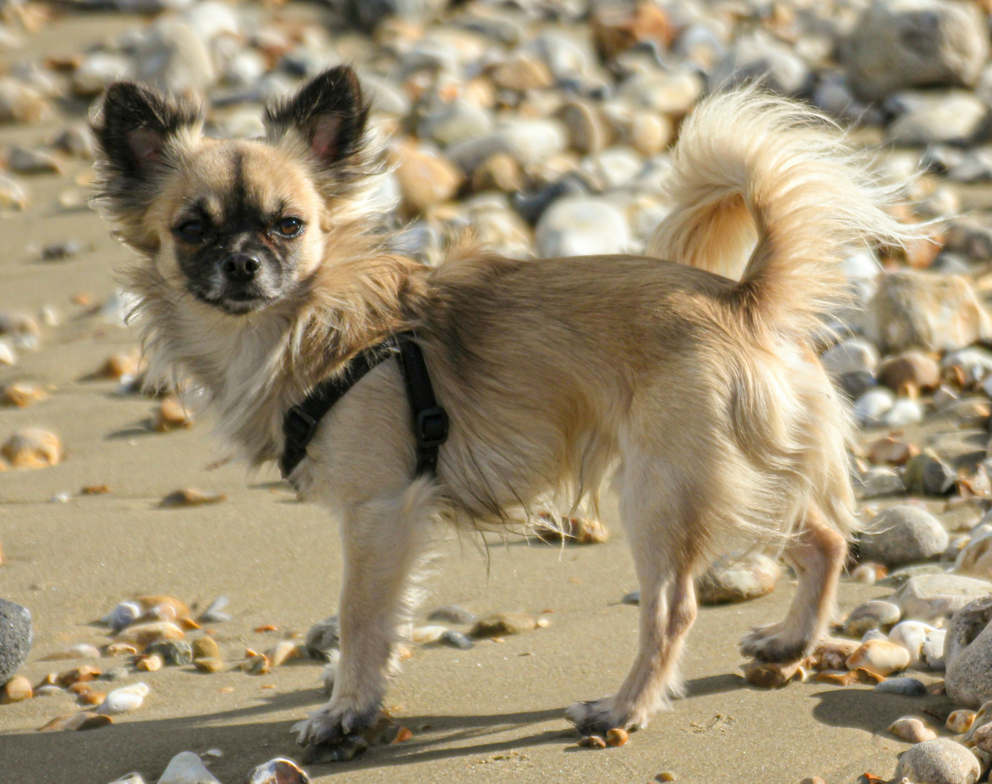 un petit chien debout au sommet d’une plage de sable