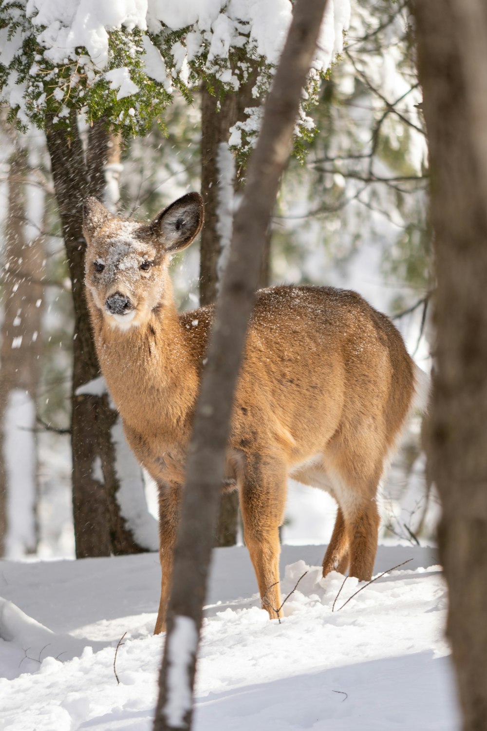 a deer is standing in the snow in the woods