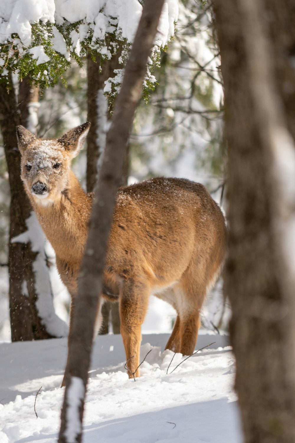 a deer standing in the snow between some trees