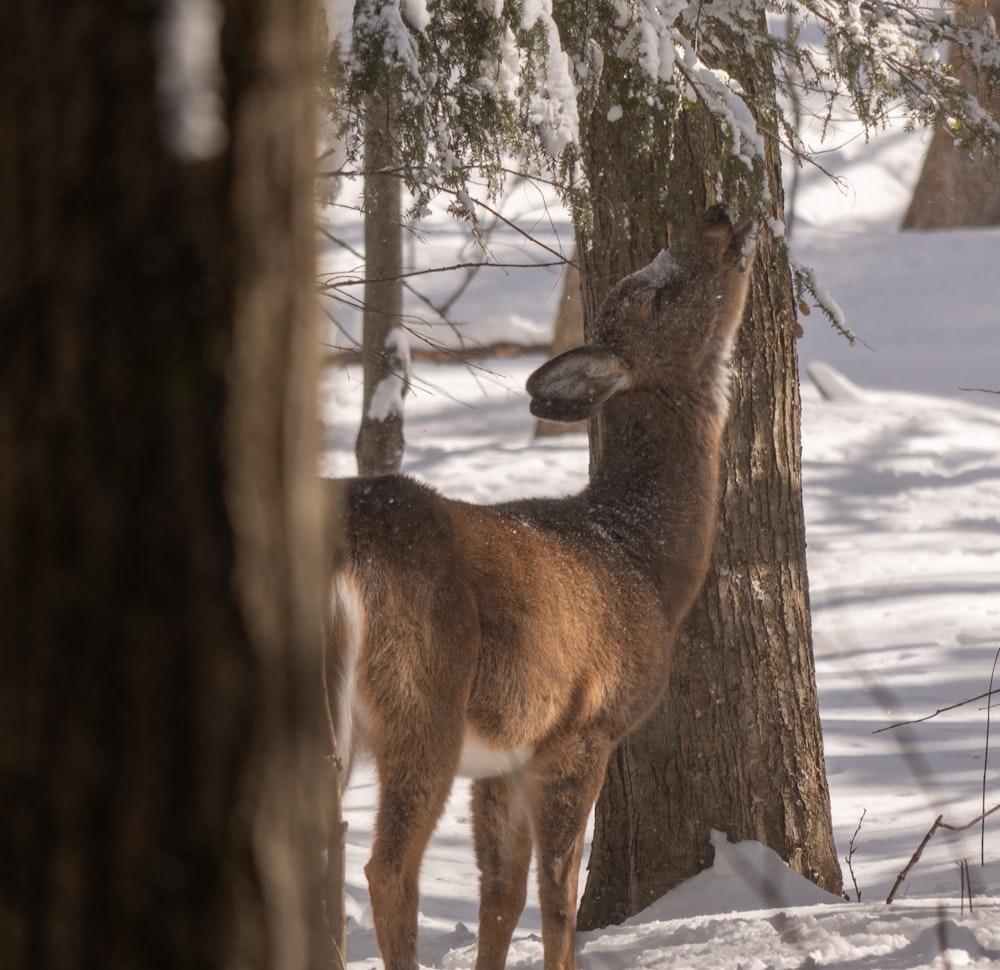 a deer standing next to a tree in the snow