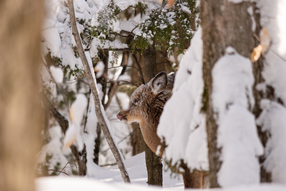 a deer in a snowy forest looking at the camera