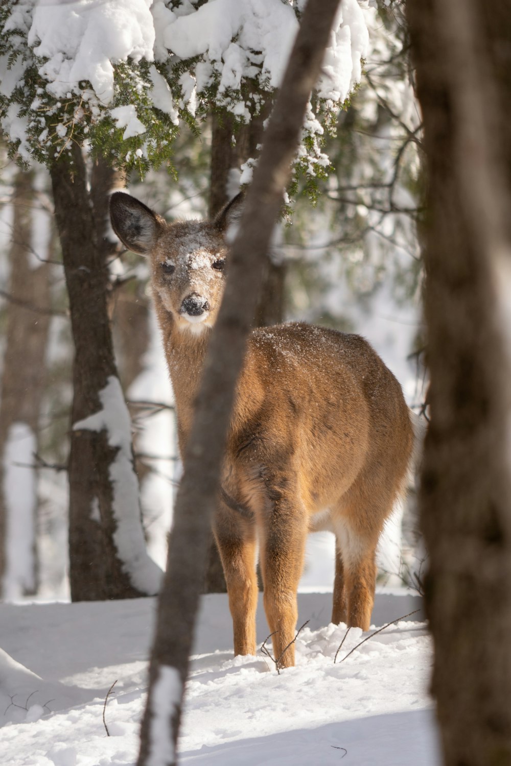 um cervo em pé no meio de uma floresta coberta de neve
