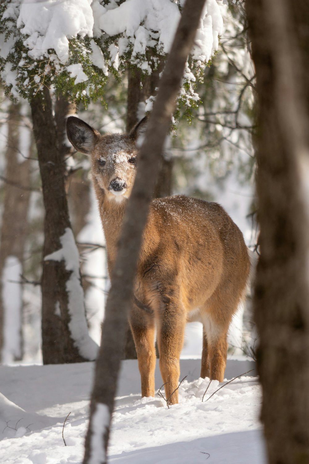 a deer standing in the middle of a snow covered forest