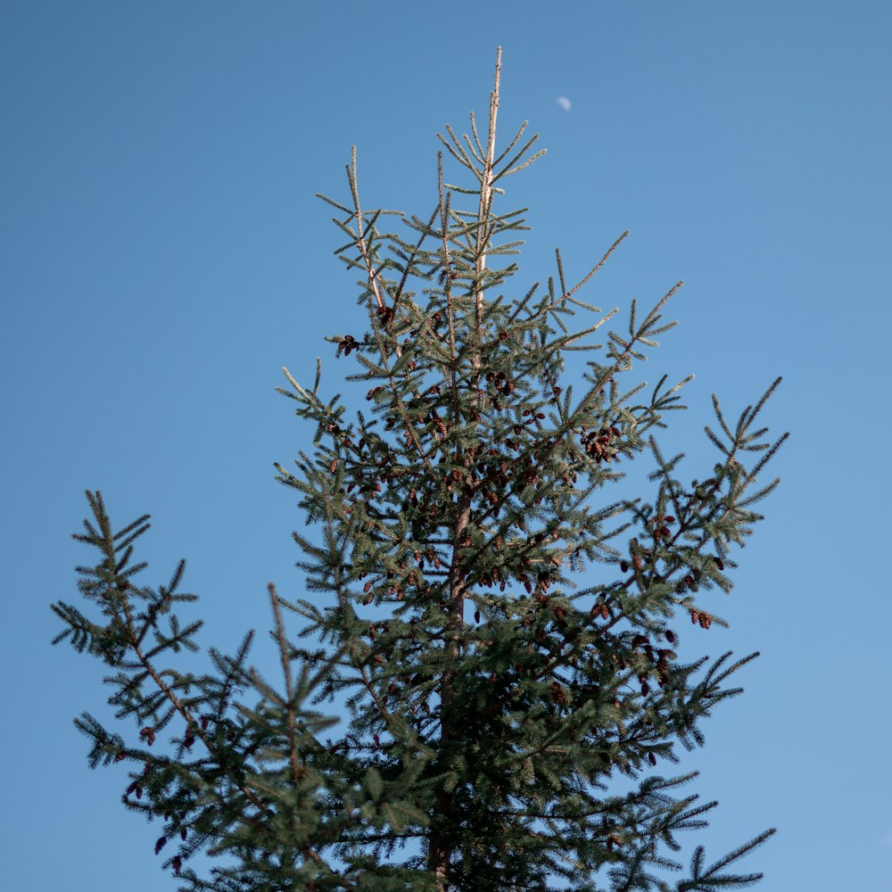 a pine tree with a clear blue sky in the background