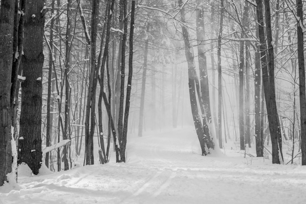 uma floresta coberta de neve com um caminho através dela