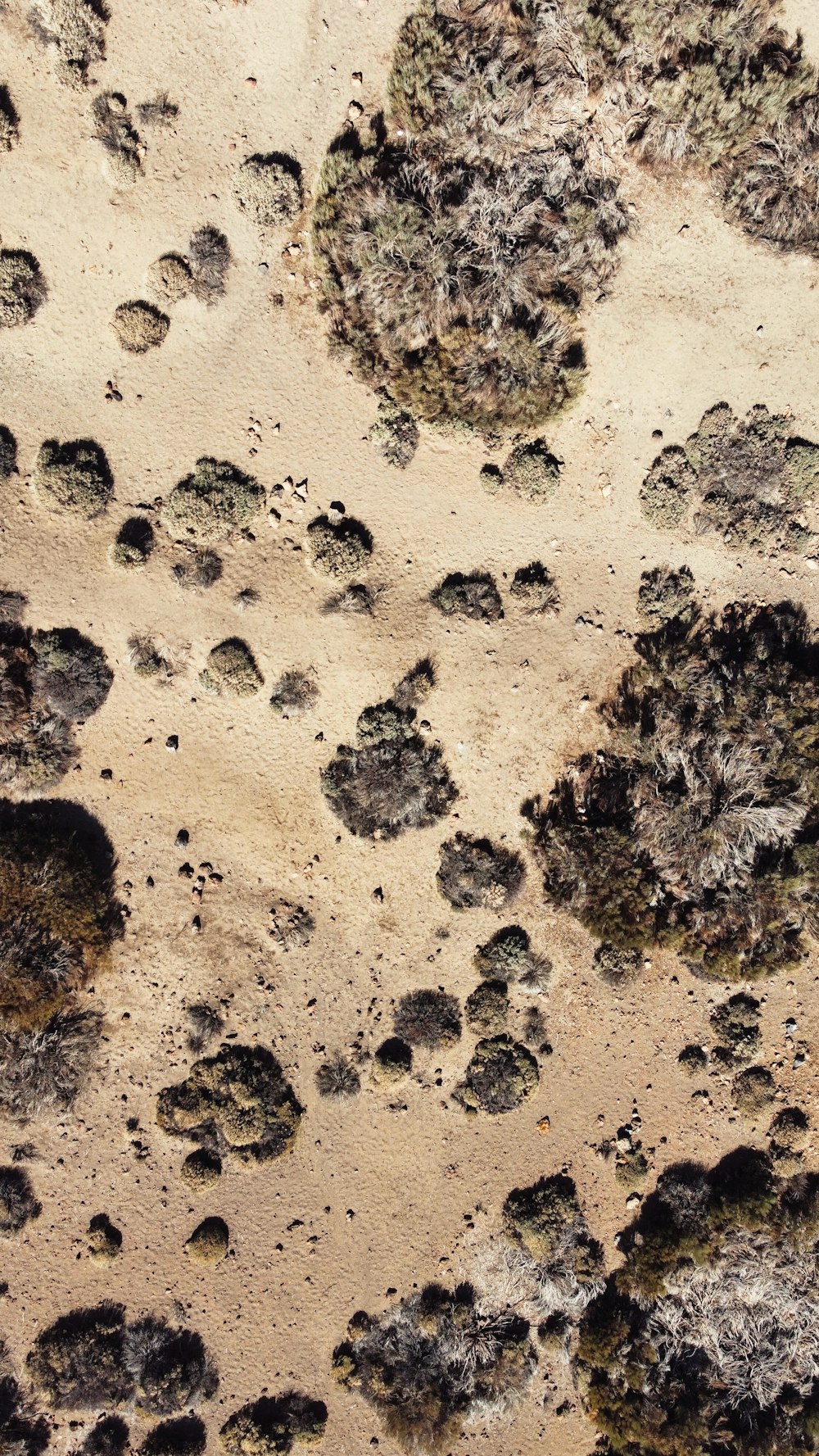 a sandy beach covered in lots of animal tracks