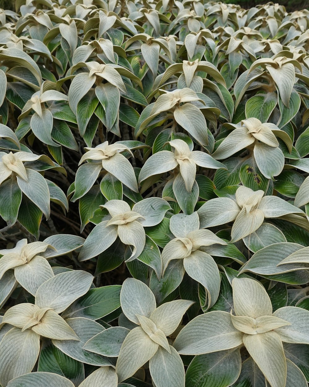 a large group of white flowers with green leaves