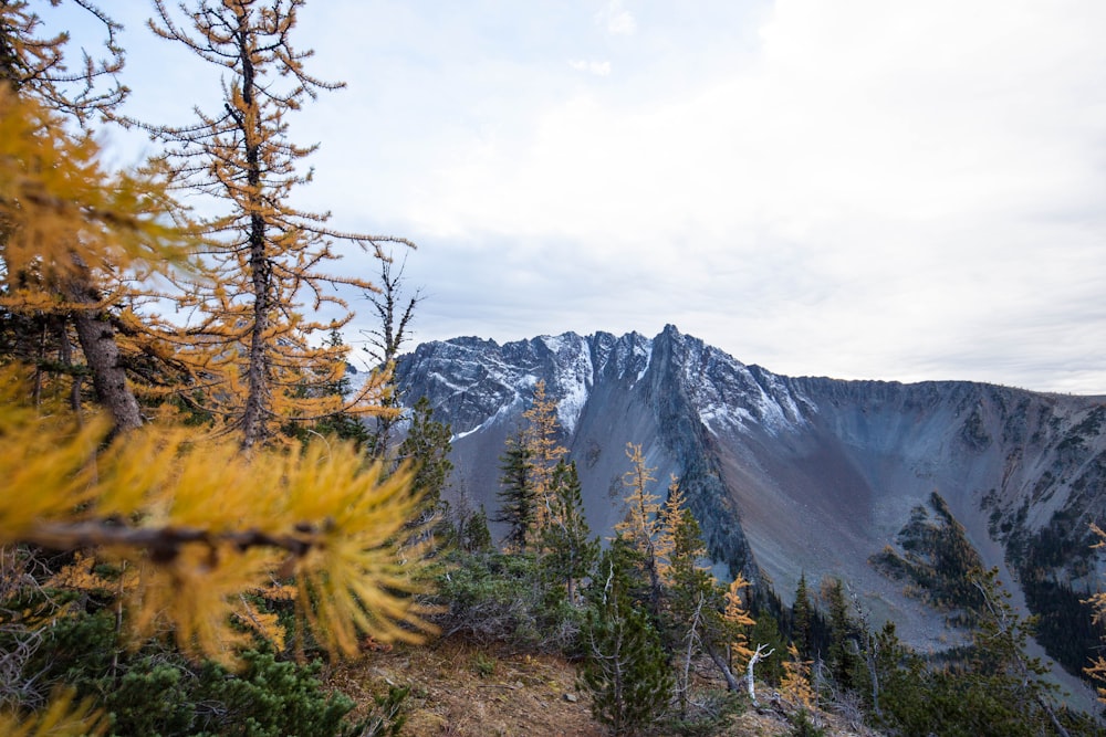 a view of a mountain range with pine trees in the foreground