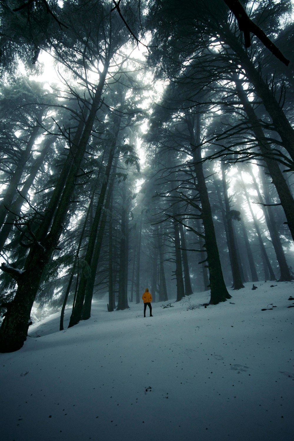 uma pessoa em pé no meio de uma floresta coberta de neve