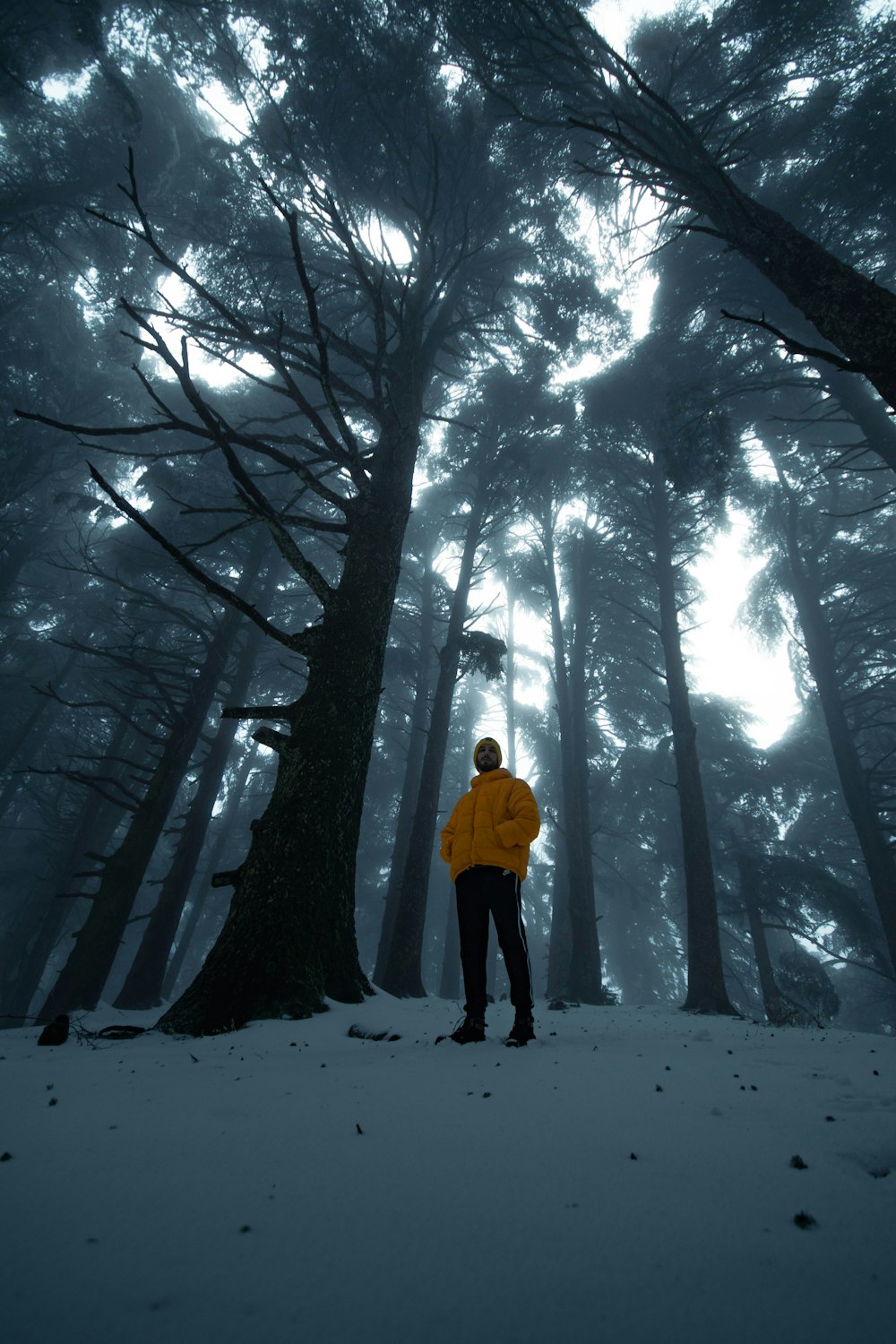 um homem de pé no meio de uma floresta