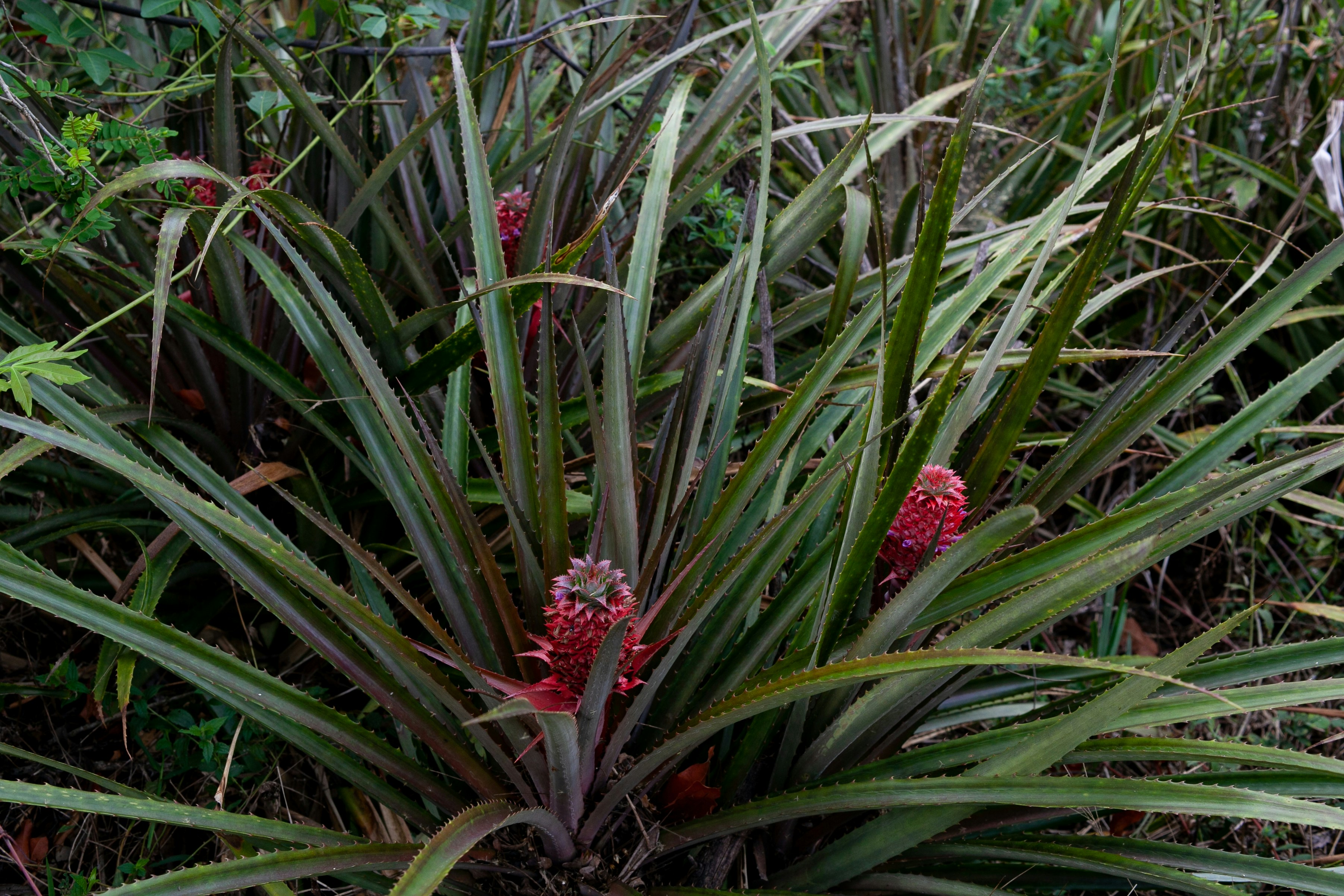 Photo by projetocafegatomourisco