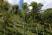 a lush green hillside covered in lots of trees