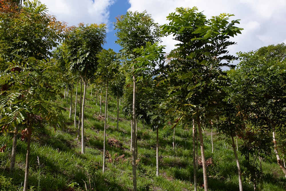 une colline verdoyante couverte de nombreux arbres