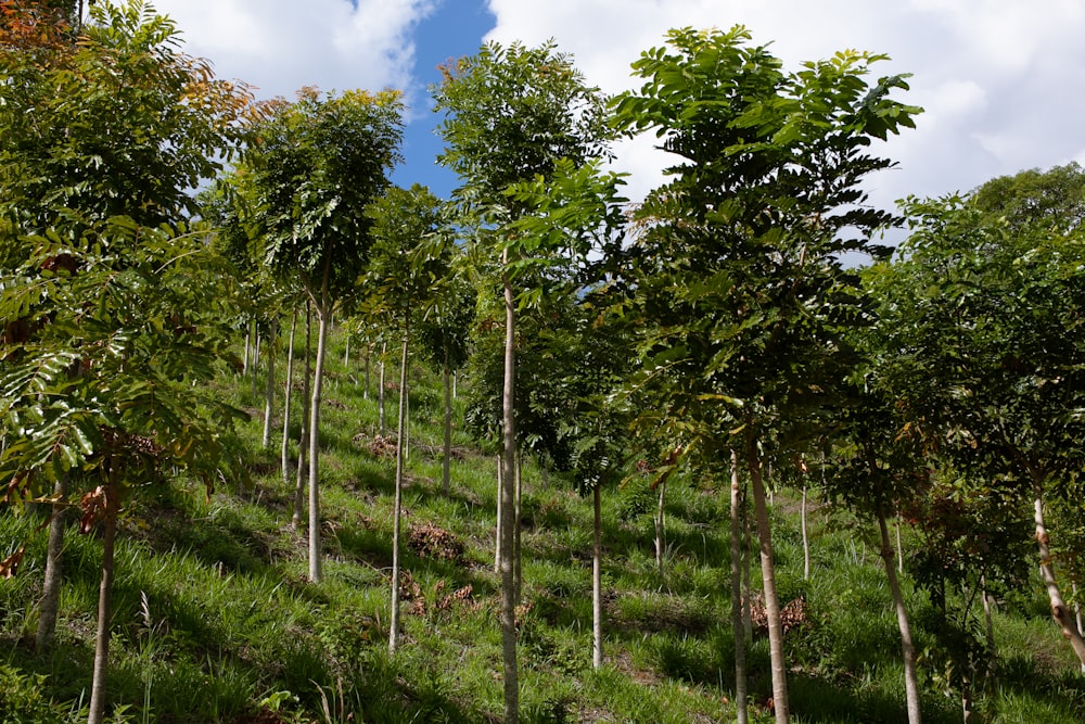 a lush green hillside covered in lots of trees