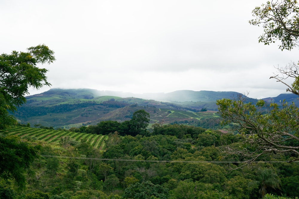 a lush green hillside covered in lots of trees