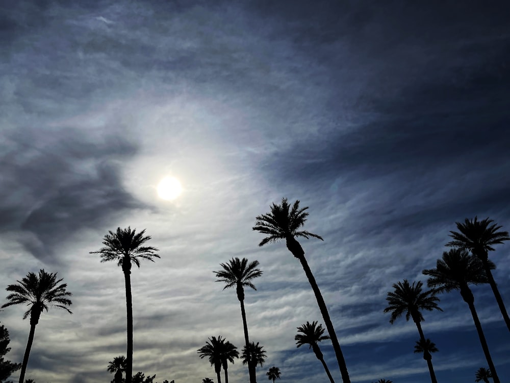 a group of palm trees under a cloudy sky