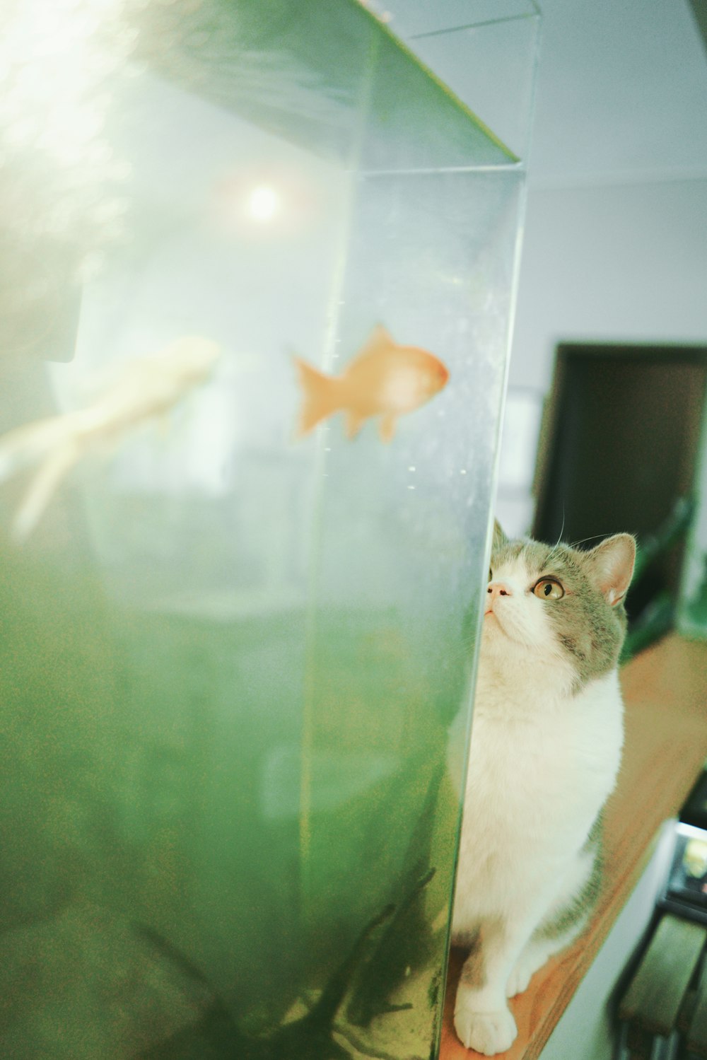 a cat sitting on top of a counter next to a fish tank