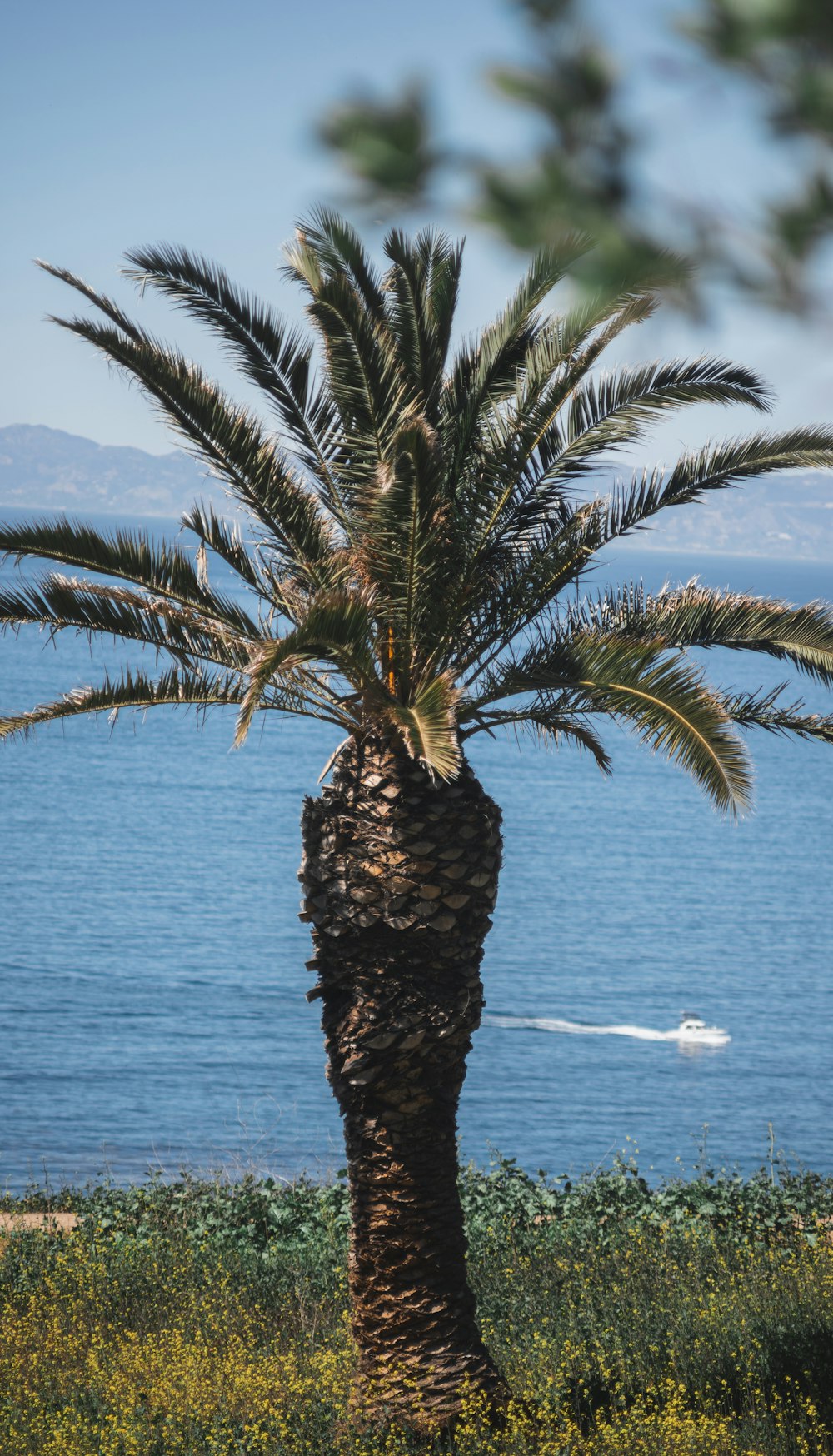 a palm tree with a boat in the background