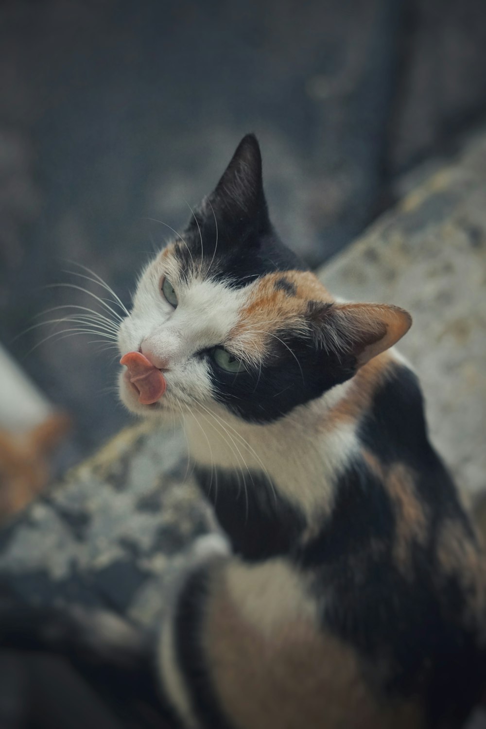 a calico cat sitting on top of a rock