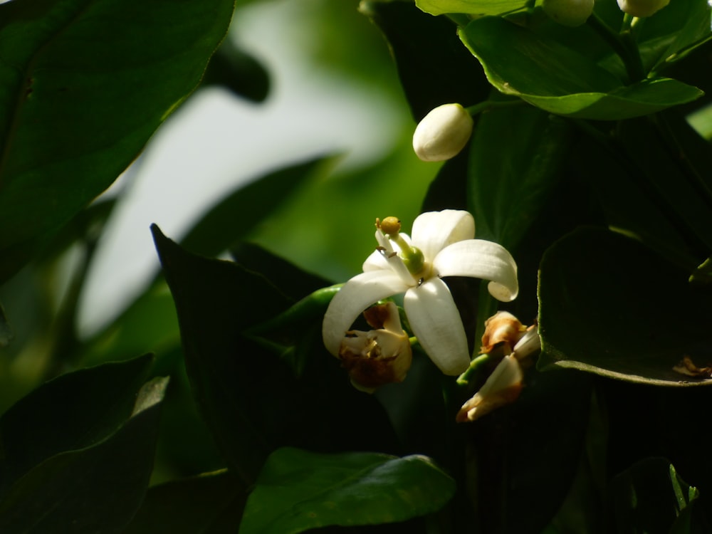 a close up of a flower on a tree