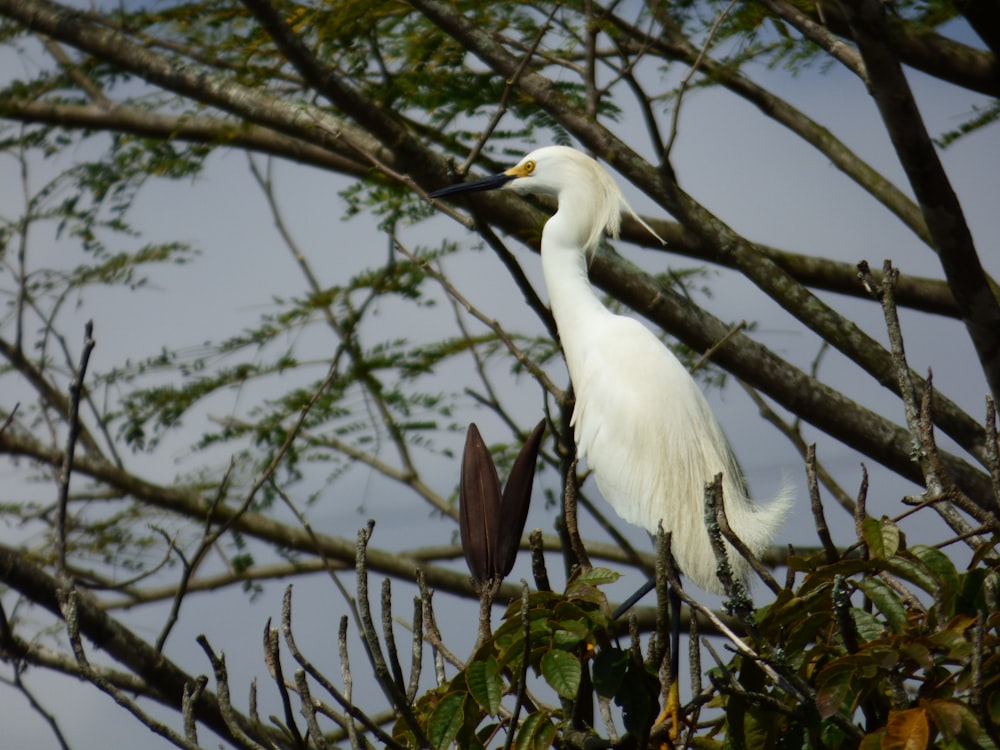 a white bird perched on top of a tree branch