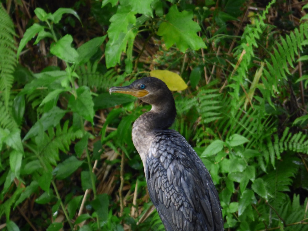 a bird with a yellow beak standing on a rock