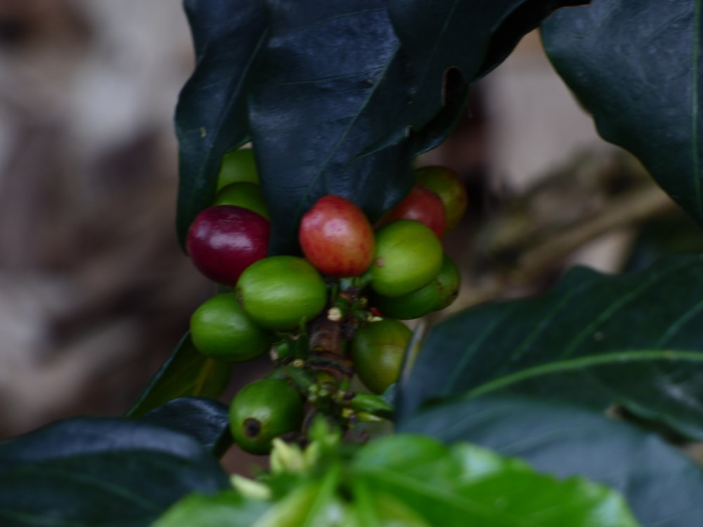 a close up of a bunch of fruit on a tree