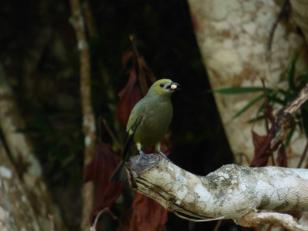 a small green bird perched on a tree branch