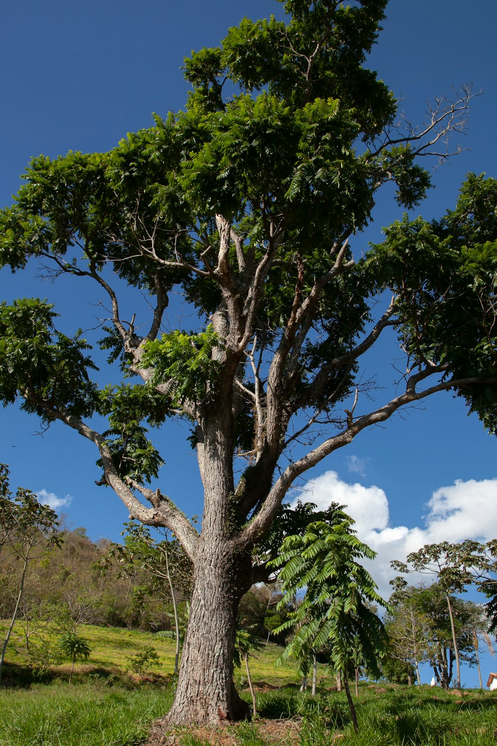 uma grande árvore sentada no meio de um campo verde exuberante