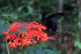 A vibrant red flower with intricate, delicate petals is visited by a large black butterfly with hints of orange. The background is a soft-focus, lush green foliage, creating a natural and serene ambiance.
