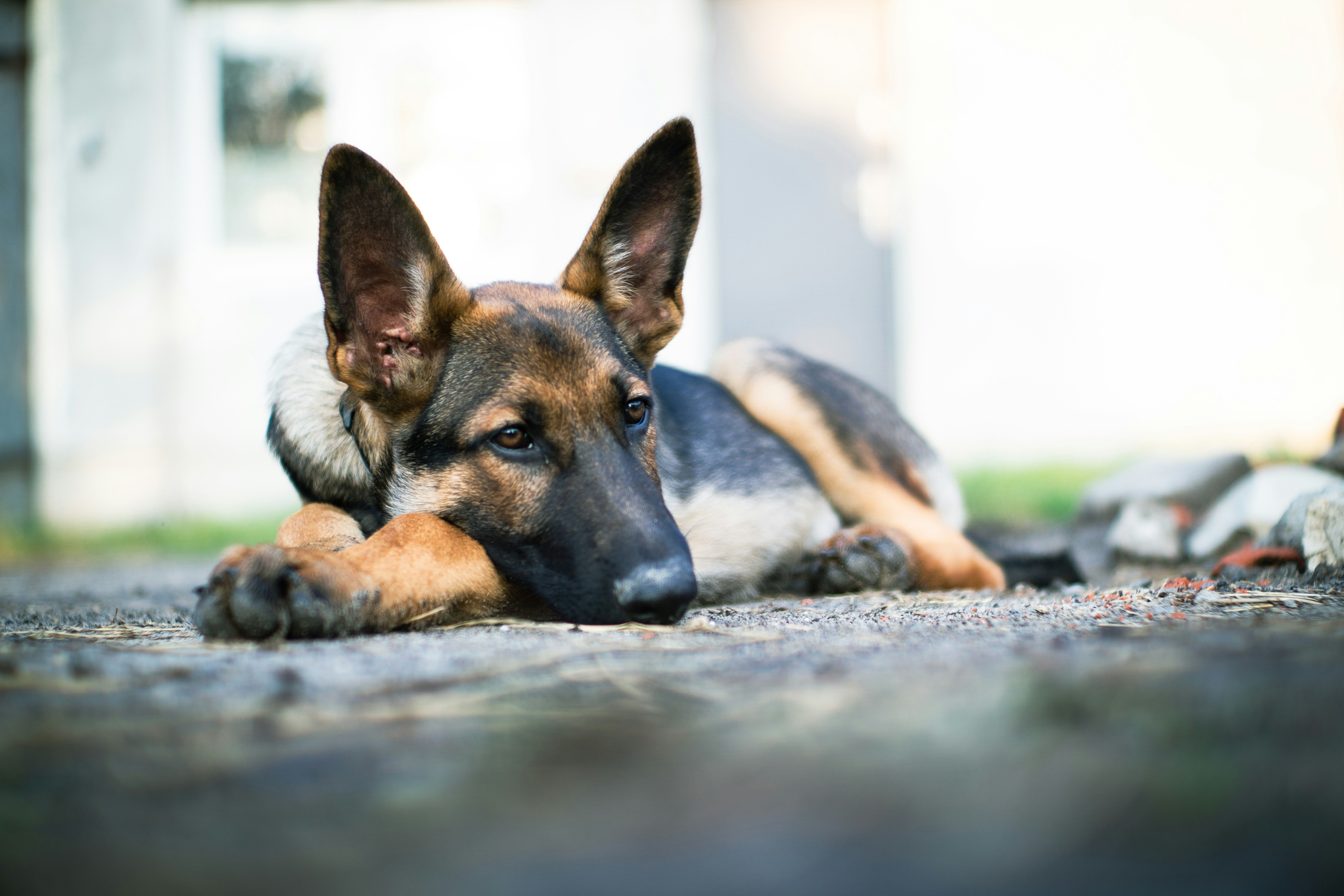Ein Hund liegt auf dem Boden mit dem Kopf auf dem Boden Foto – Kostenloses  Bild zum Thema Tier auf Unsplash, image size:3000x2000