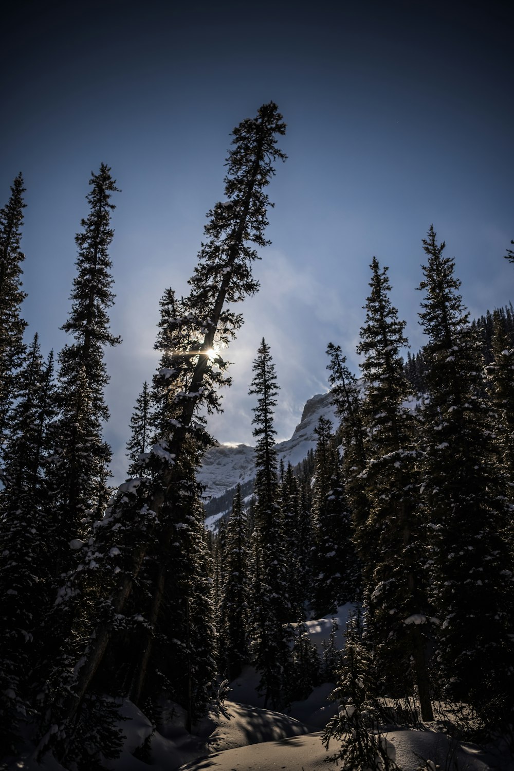 the sun is shining through the trees in the snow