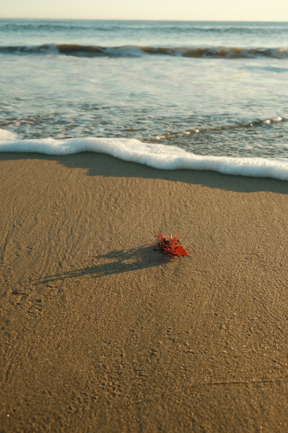 a red starfish on a sandy beach next to the ocean