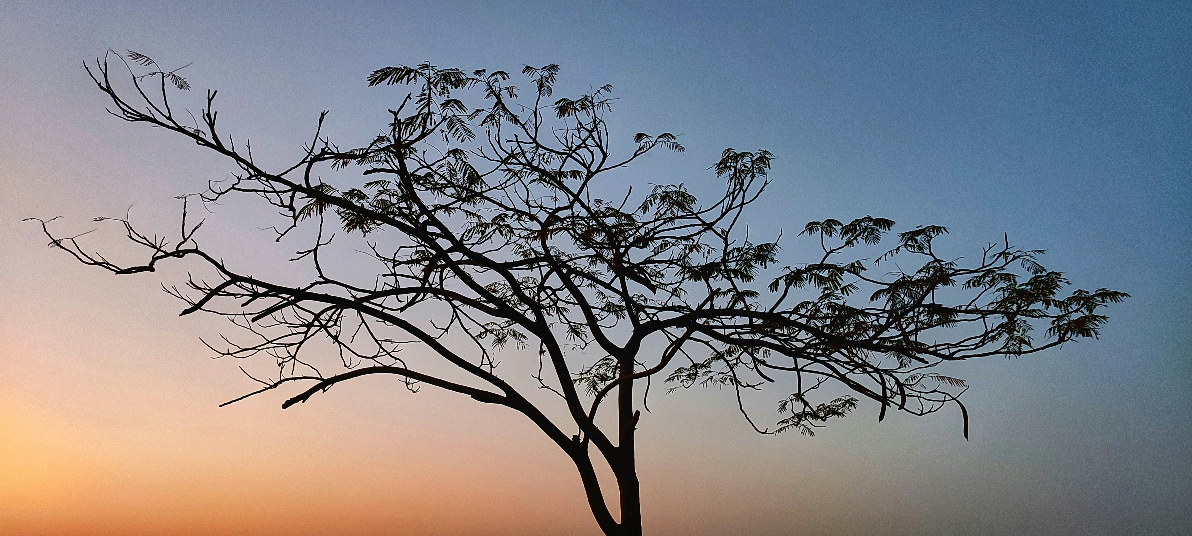 Un árbol sin hojas frente a una puesta de sol