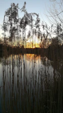 A serene shot of the Danube Delta’s winding waterways framed by reeds at sunset.