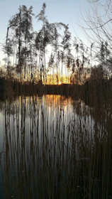 A serene shot of the Danube Delta’s winding waterways framed by reeds at sunset.