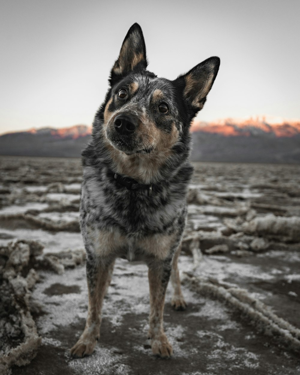 a dog standing in the middle of a barren field
