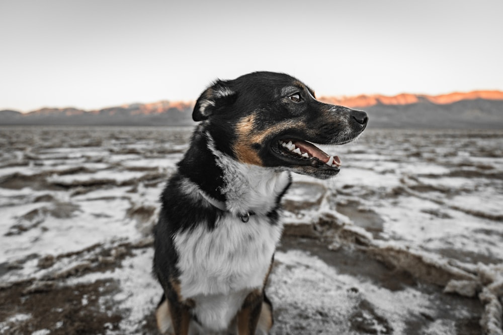 a black and white dog sitting in the snow