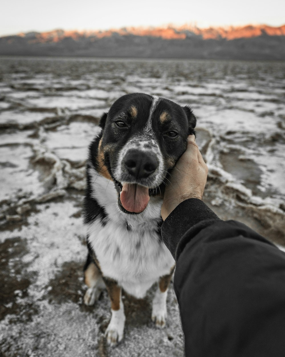 a dog is being petted by a person