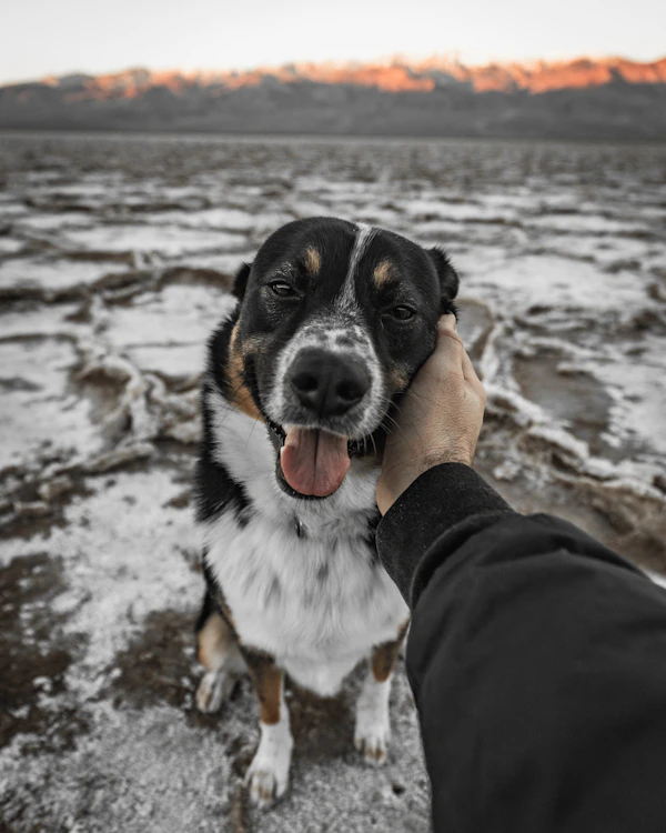 Mano acariciando a un perro