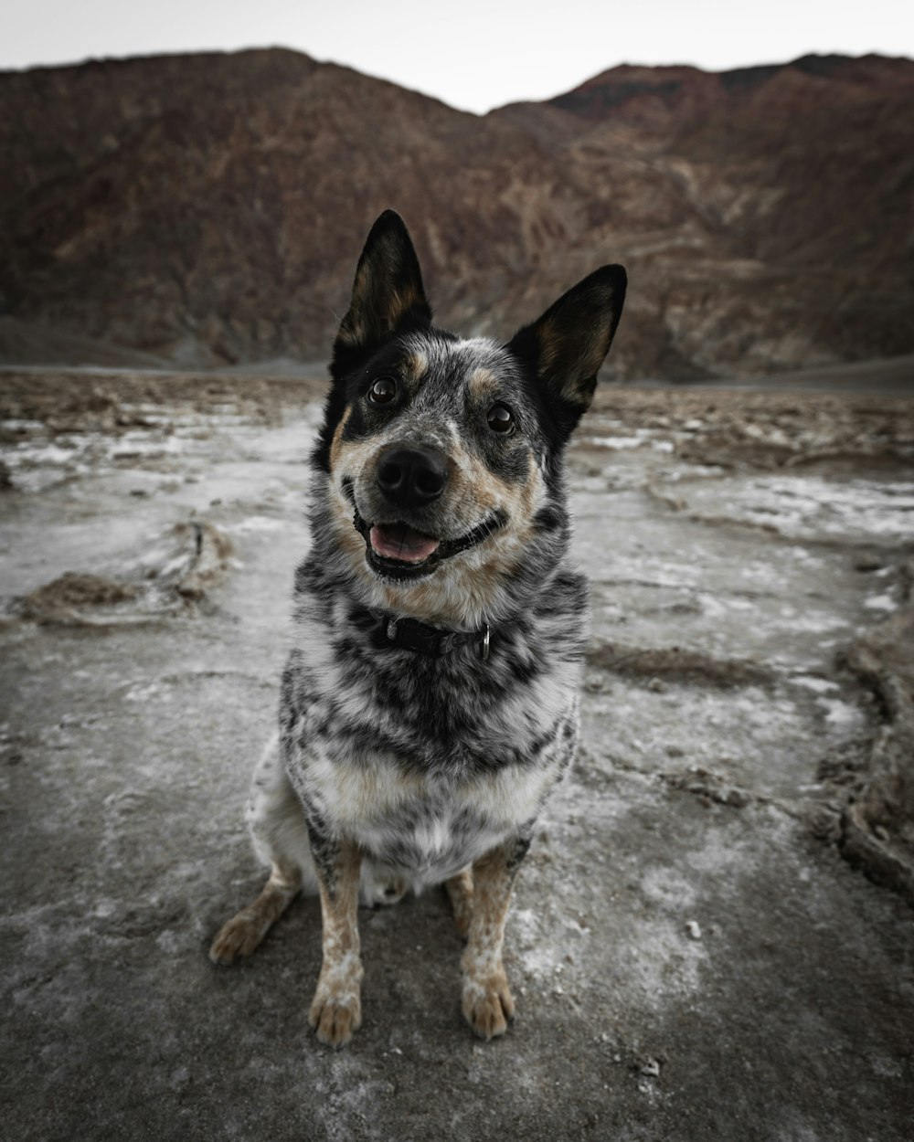 a black and white dog sitting on top of a dirt field