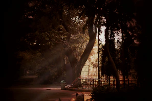 A peaceful outdoor scene near 772 Thurlow St, Vancouver, with soft sunlight filtering through trees