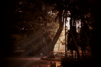 Sunlight filtering through trees near a waste drop-off point, highlighting eco-friendly efforts.