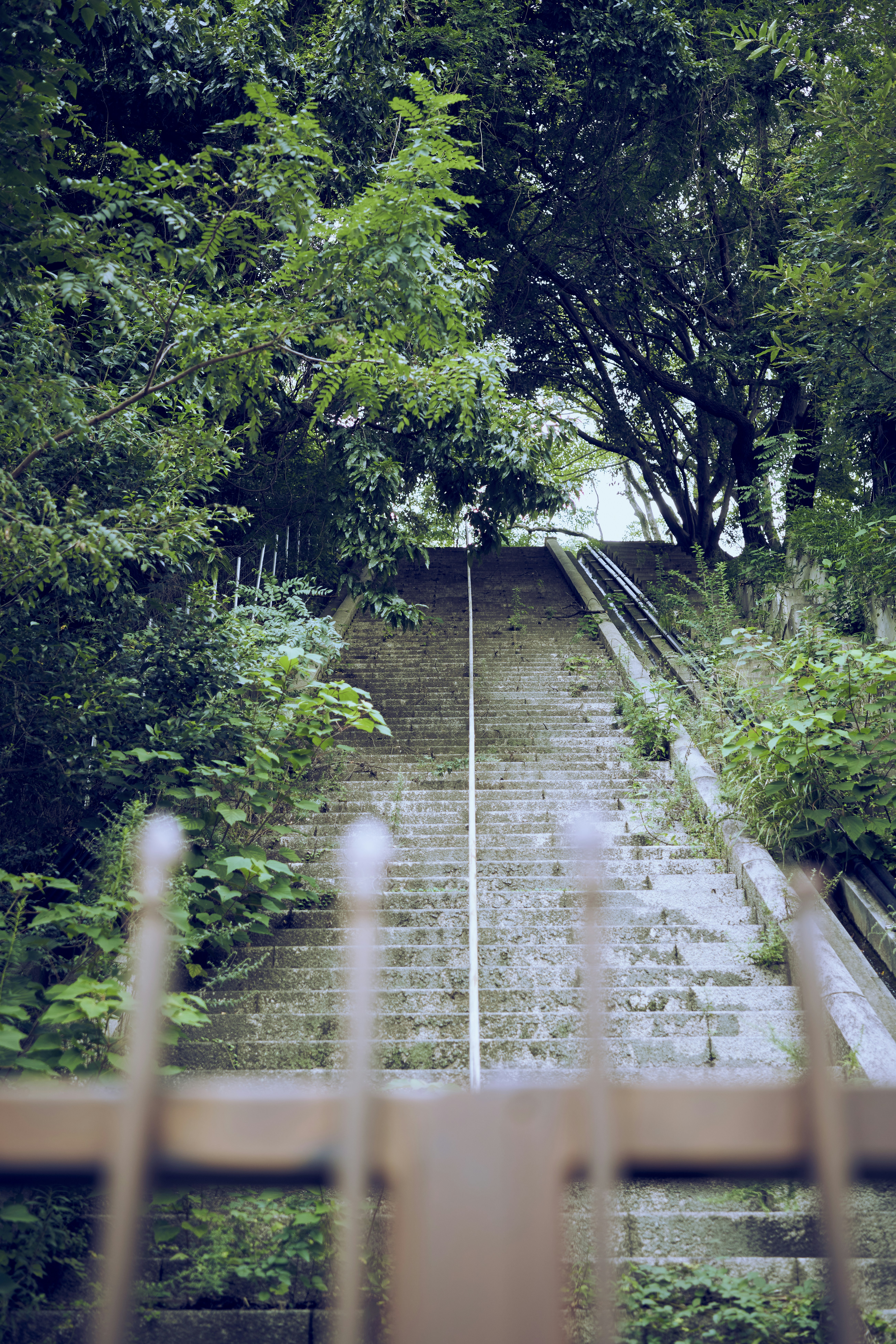 a set of stairs in the middle of a forest