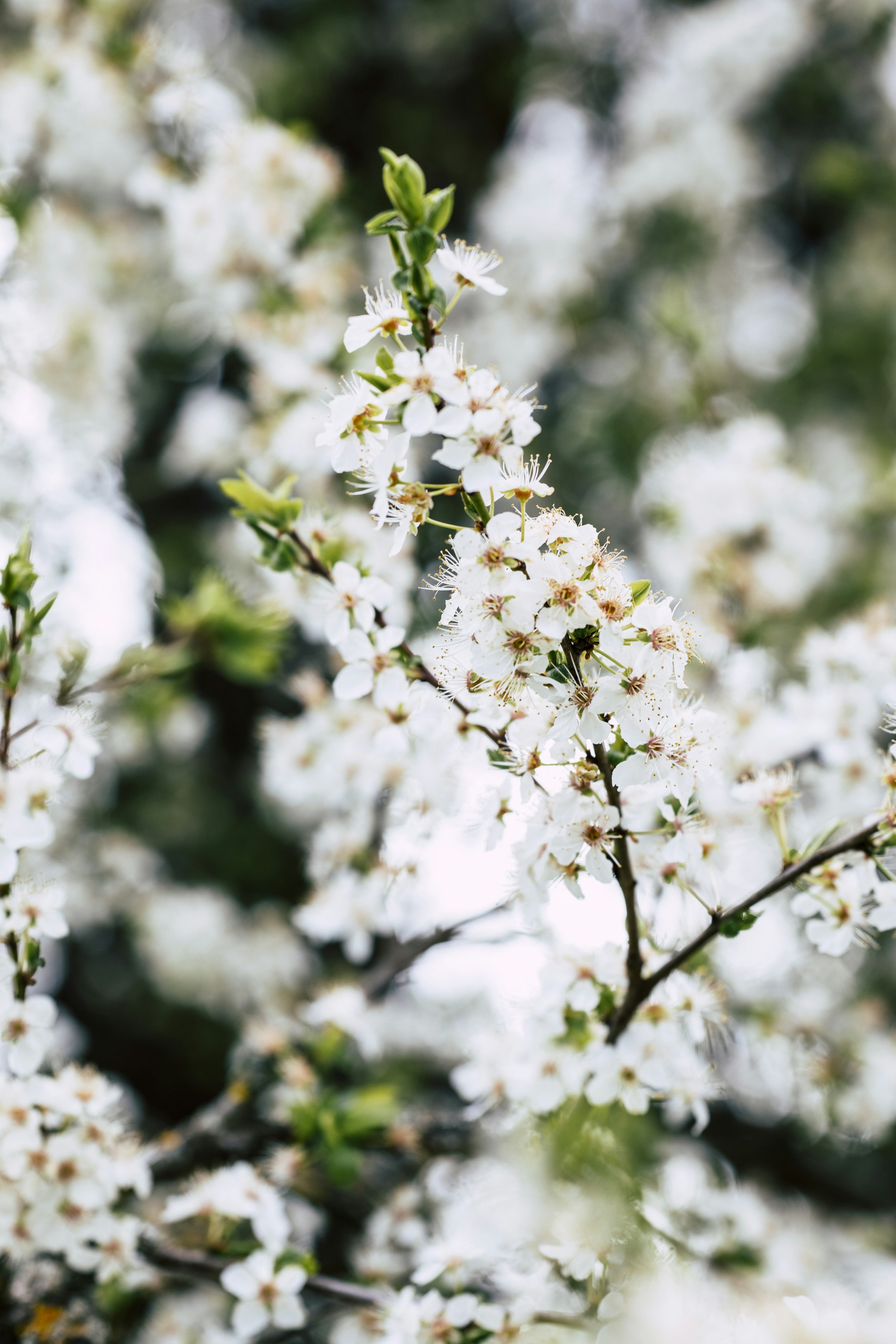 Photo by markusspiske