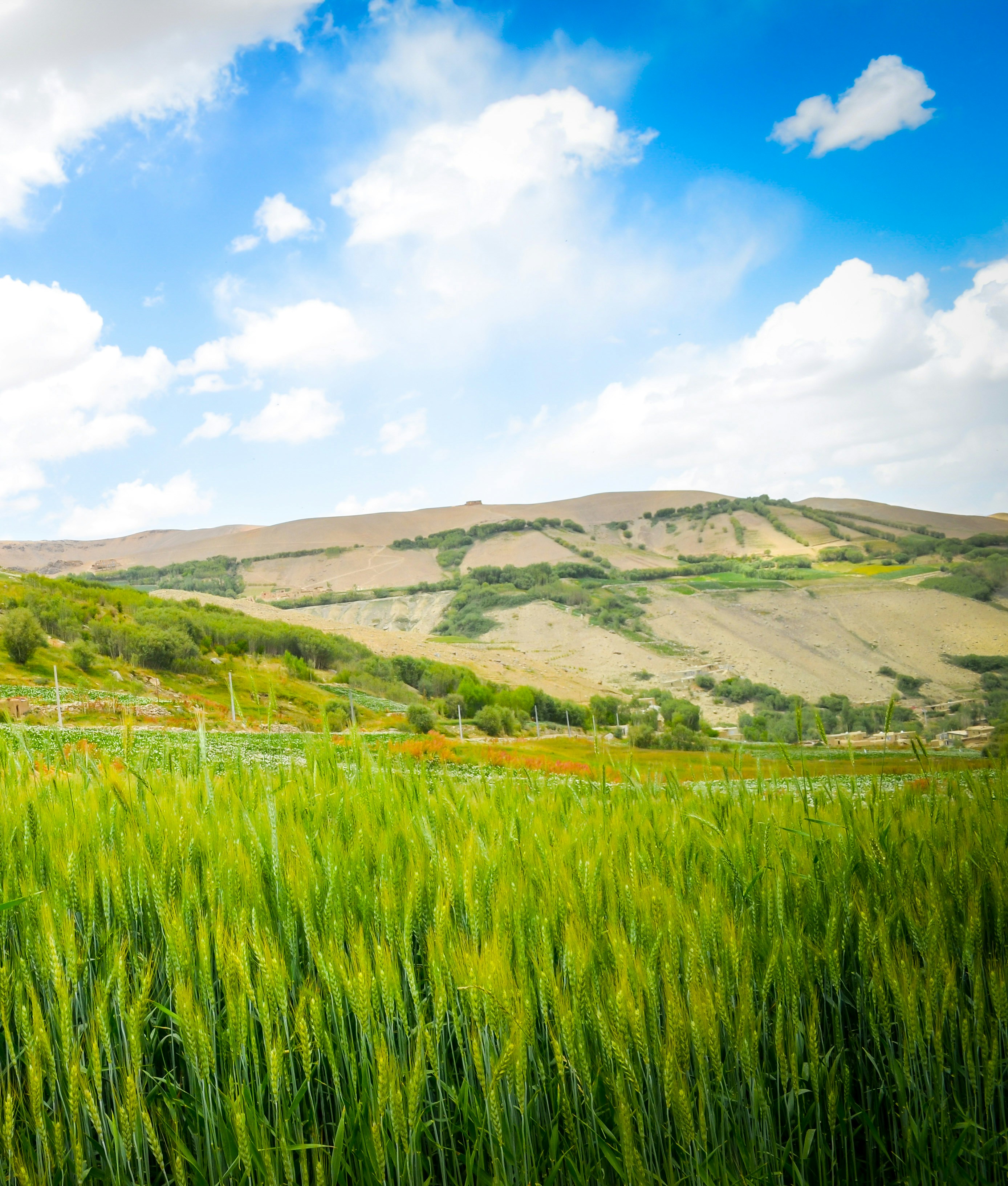 a lush green field with a mountain in the background