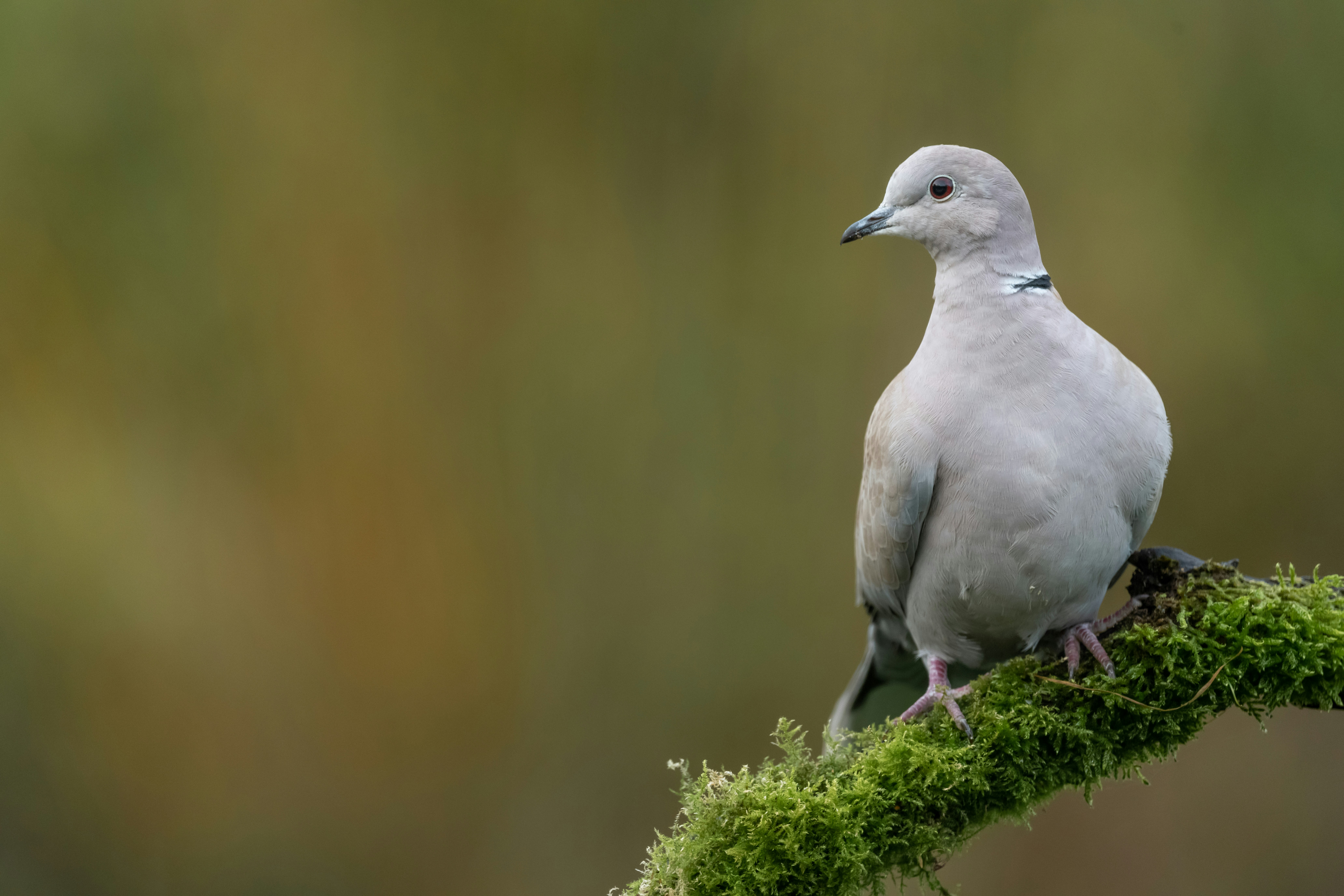 Photo by vincentvanzalinge