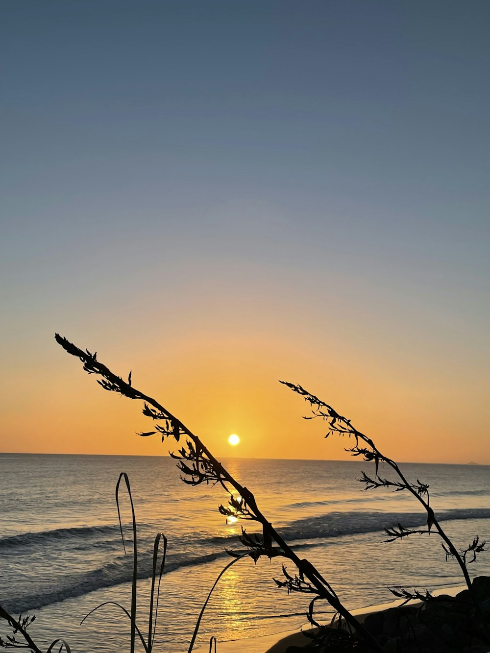 the sun is setting over the ocean with a tree branch in the foreground