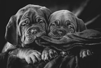 Two puppies are cuddled together, resting their heads on a soft blanket, conveying a sense of warmth and comfort. Their wrinkled faces and floppy ears give them an endearing and innocent appearance.