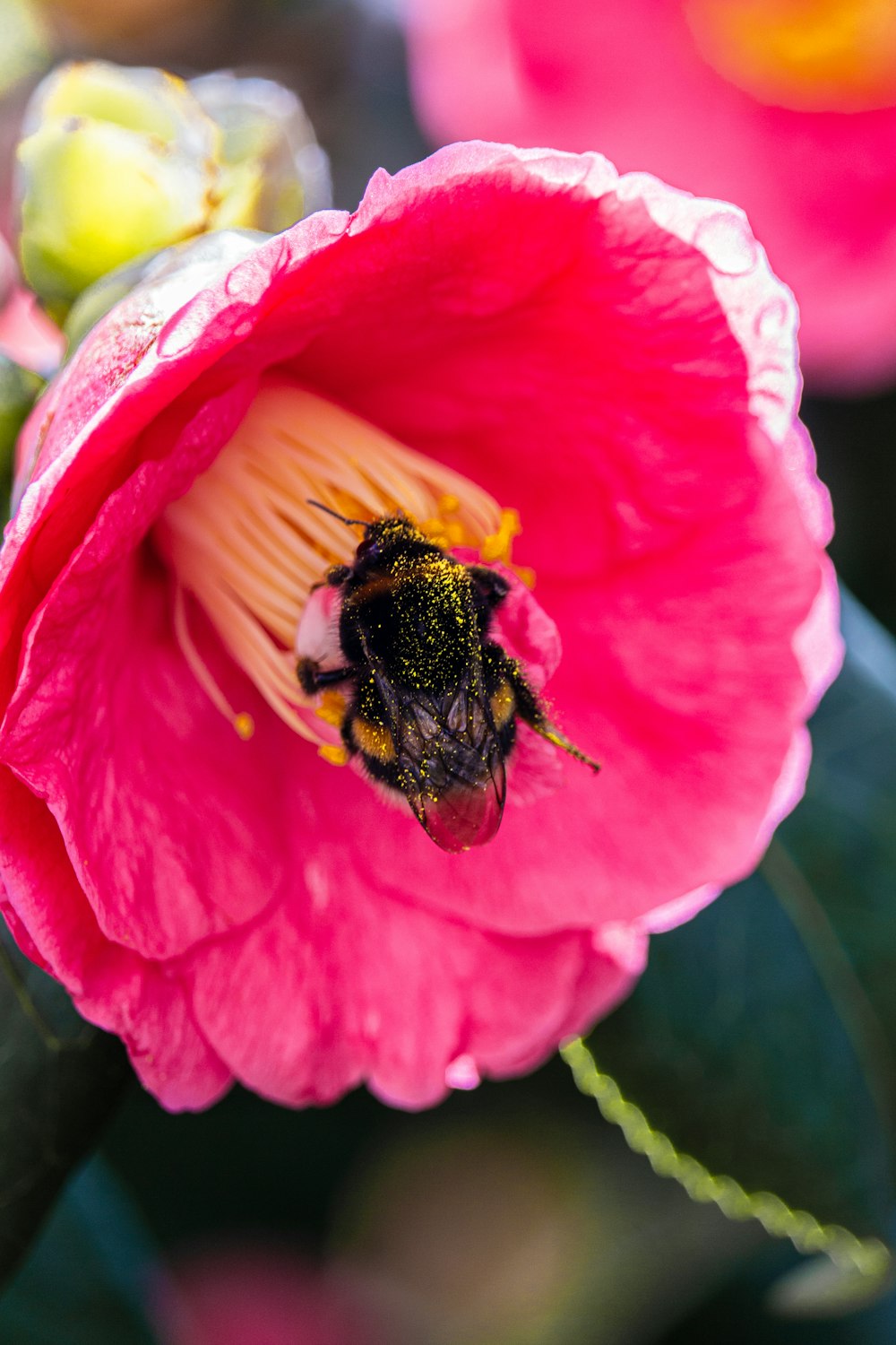 a bee on a pink flower with green leaves